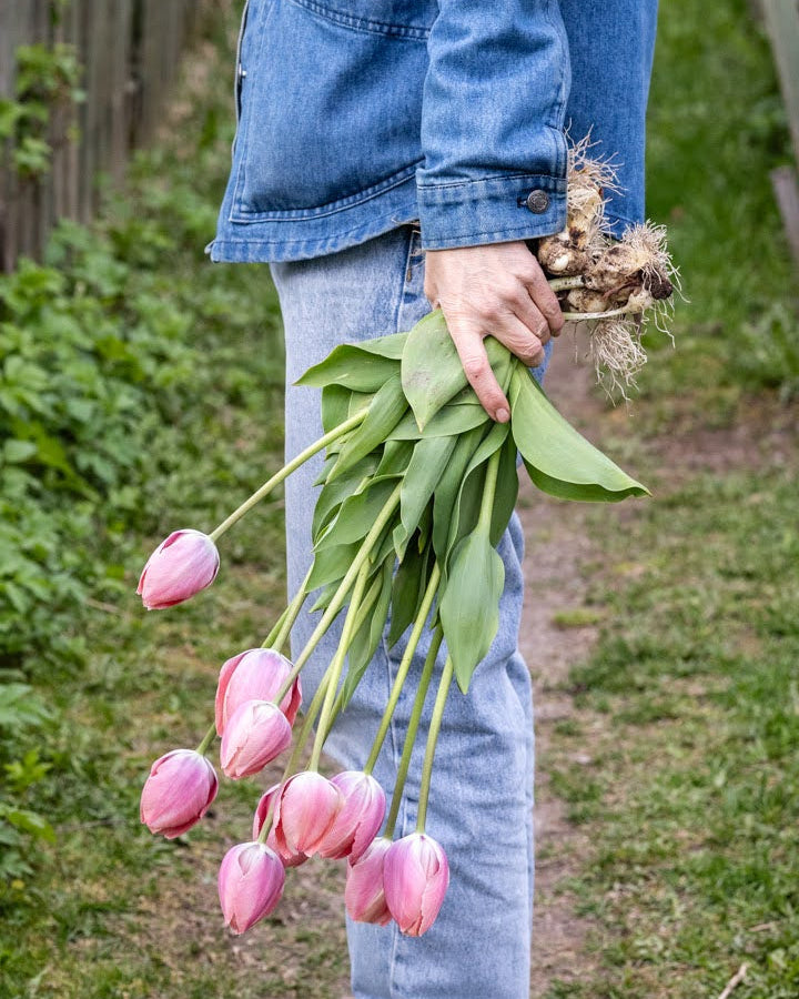 Tulipan Salmon van Eijk – blomst i naturlig lys som fremhever den varme fargepaletten