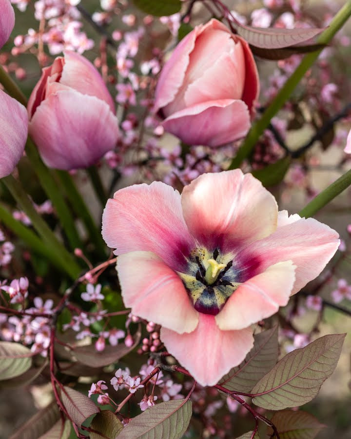 Tulipan Salmon van Eijk – bukett med varme fersken- og mursteinsrøde tulipaner som snittblomst