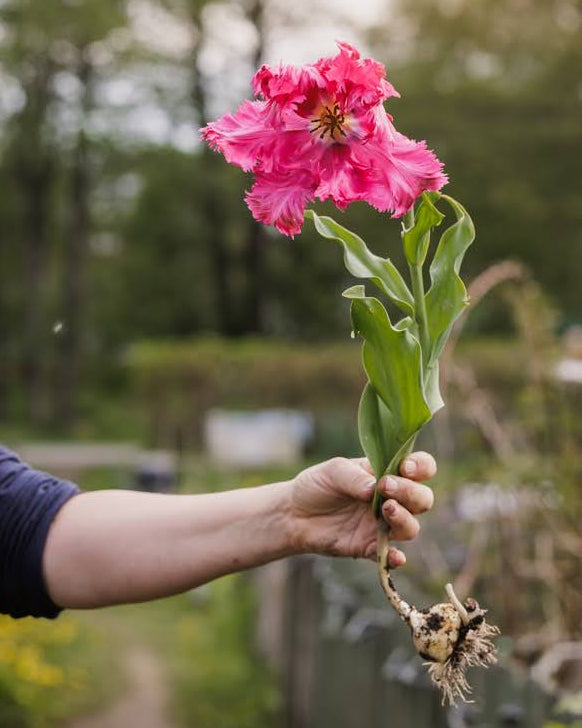 Tulipan Power Parrot – enkelt plante med løk og røtter holdt frem i hagen