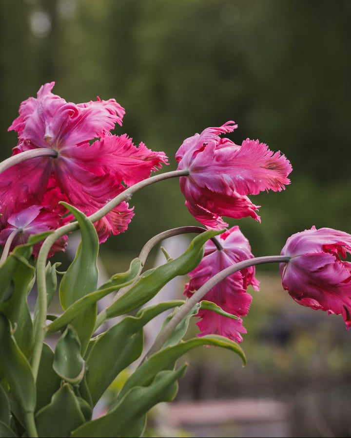 Tulipan Power Parrot – rosa papegøyetulipaner med frynset kronblad i naturlig hageomgivelse