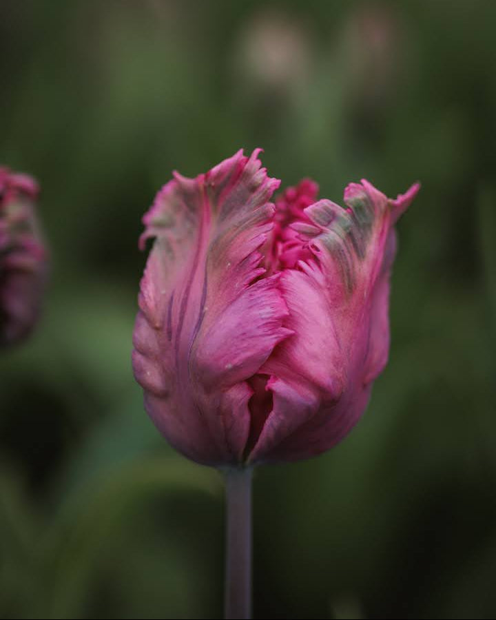 Tulipan Power Parrot – halvåpen blomst med karakteristisk frynset kronblad i rosa og grønt