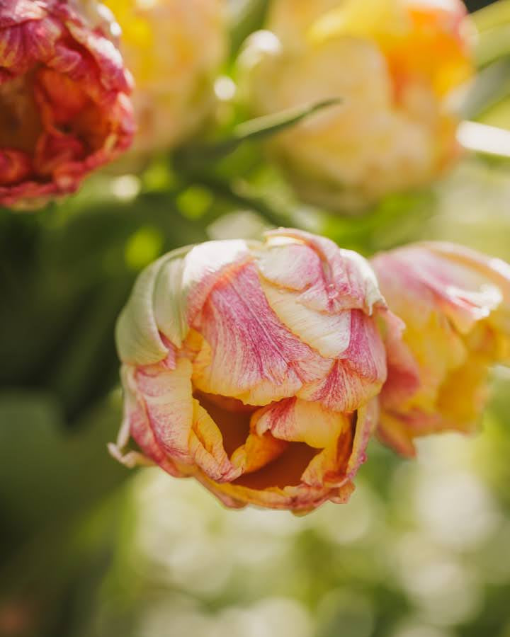 Tulipan Sprinkle Dip – halvåpen fylt tulipan med friskt fargespill i lyst og mykt