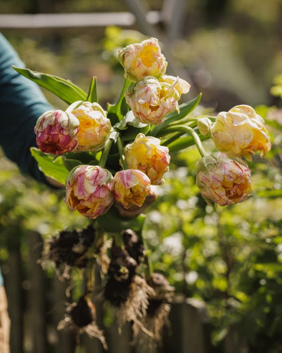 Tulipan Sprinkle Dip – nærbilde av tett fylte kronblad med levende fargetegninger