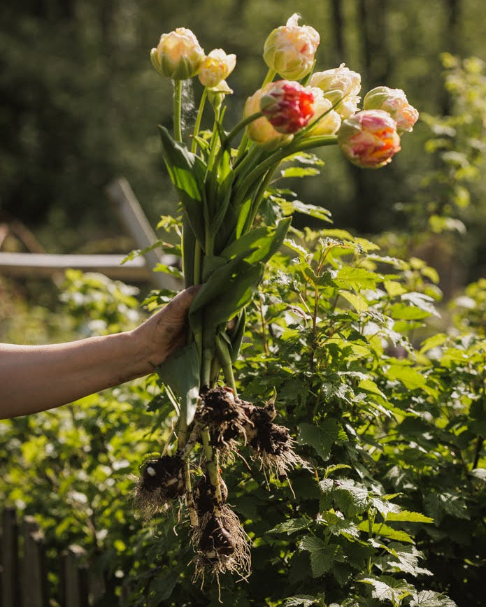 Tulipan Sprinkle Dip – lang stengel med romantisk fylt blomst, høyde ca. 50 cm