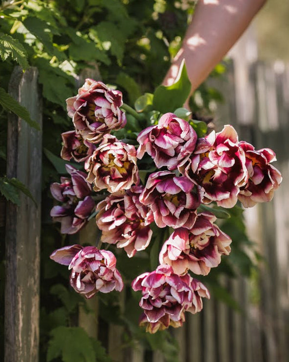 Tulipan Wyndham – halvåpen fylt tulipan med innkrøllede kronblad i plomme og gammelrosa