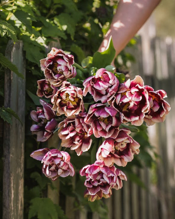 Tulipan Wyndham – halvåpen fylt tulipan med innkrøllede kronblad i plomme og gammelrosa