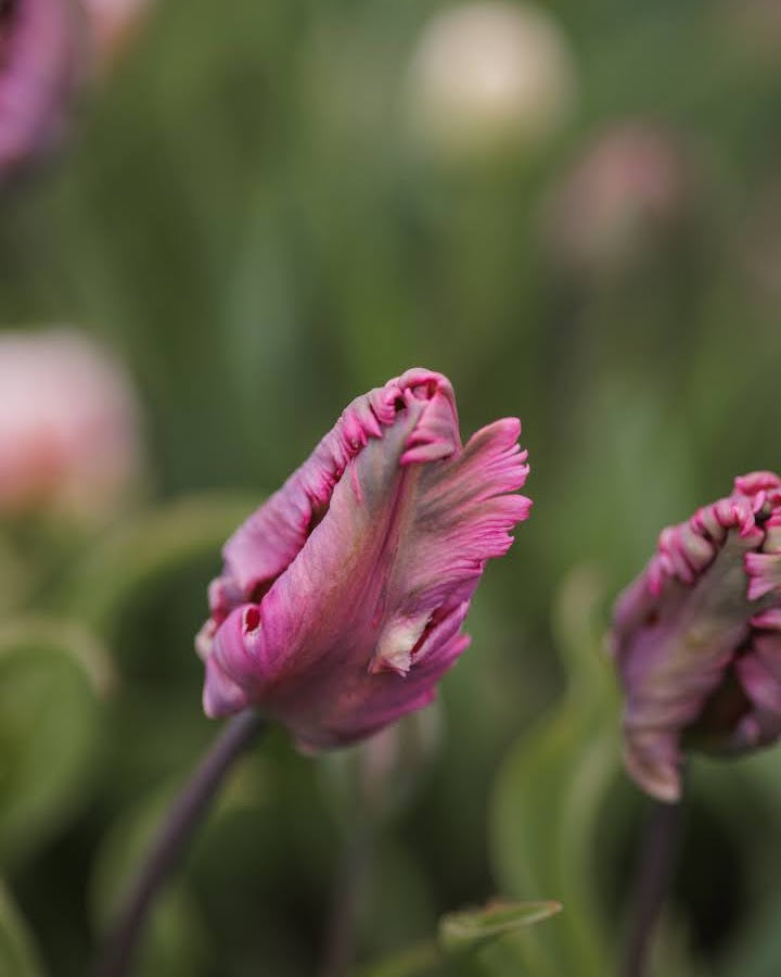 Tulipan Power Parrot – knopp i tidlig blomstring med lilla-rosa og grønne nyanser