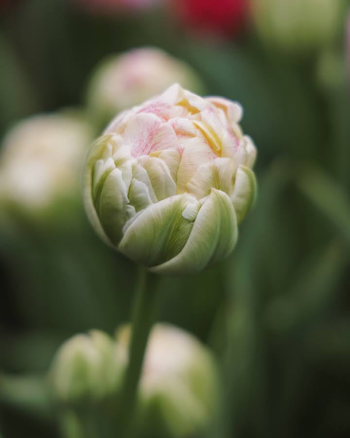 Tulipan Sprinkle Dip – gruppe av sene fylte tulipaner i bed eller bukett