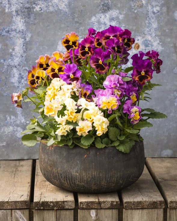 Fiol Moulin Rouge super i krukker