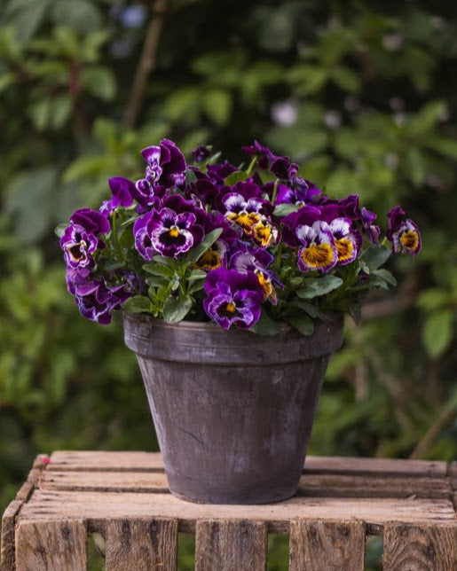 Fiol Frizzle Sizzle Raspberry i hagen - kompakt ettårig 15-20 cm høy