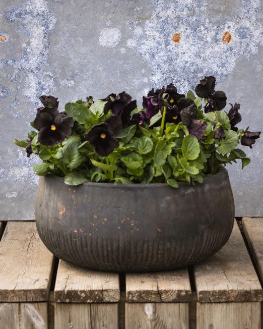 Fiol Atlas Black - dramatiske nesten sorte blomster med fløyelsaktig tekstur