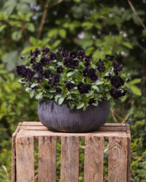 Nærbilde av Fiol Black Prince blomster med dyp fiolett-svart farge