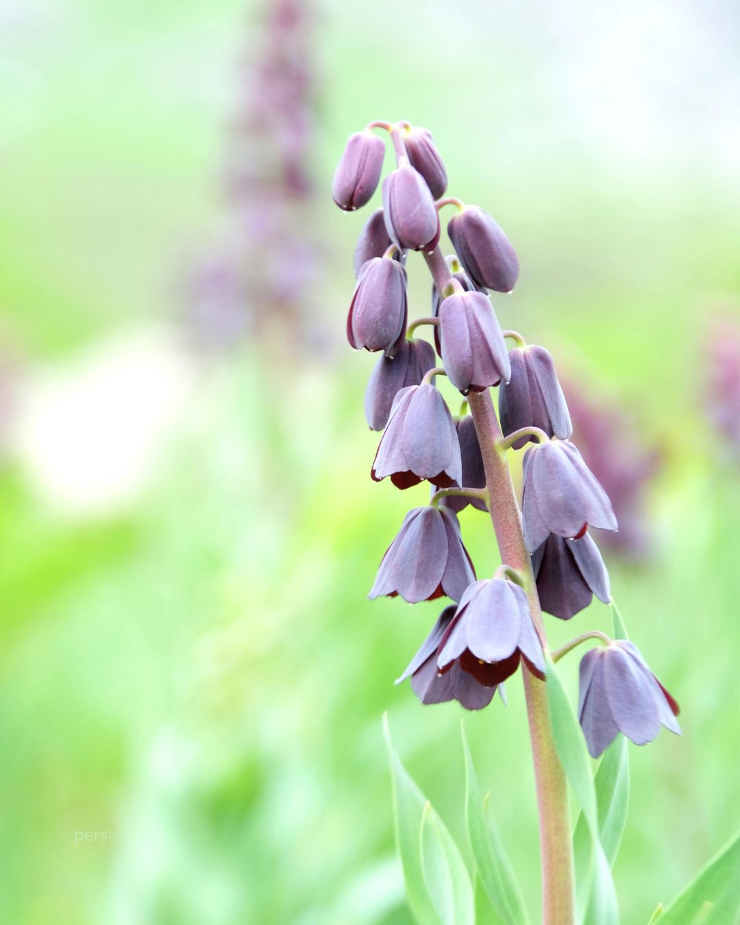 Persiakrone Fritillaria persica – høyt blomsterspir tett besatt med hengende klokker i dyp burgunder