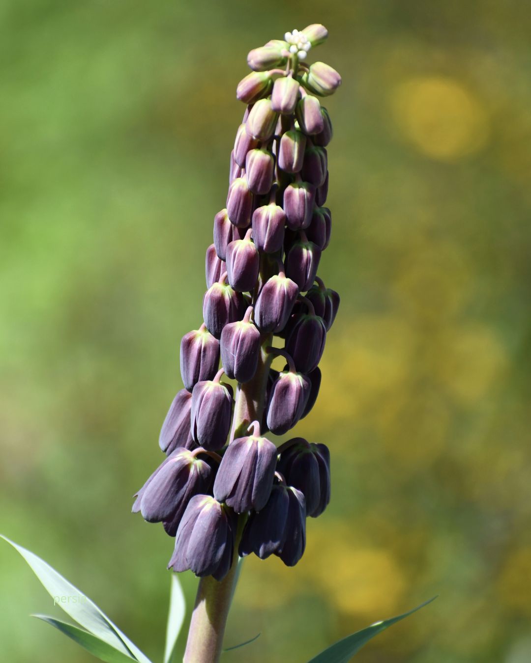 Persiakrone Fritillaria persica – staselig plante med dramatisk uttrykk, høyde ca. 80–90 cm