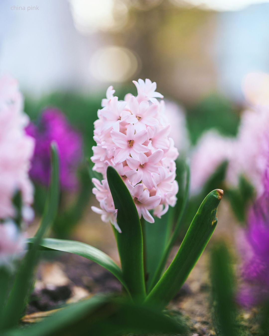 Hyasint China Pink – tett blomsteraks i myk lys rosa med sterk søt duft