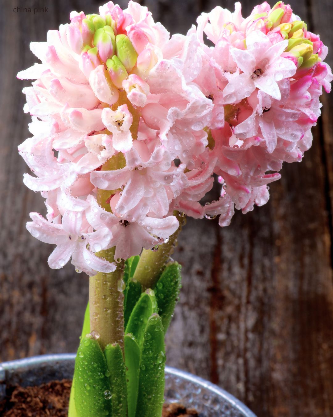 Hyasint China Pink – nærbilde av rosenrøde blomster på kompakt aks, høyde ca. 25–30 cm