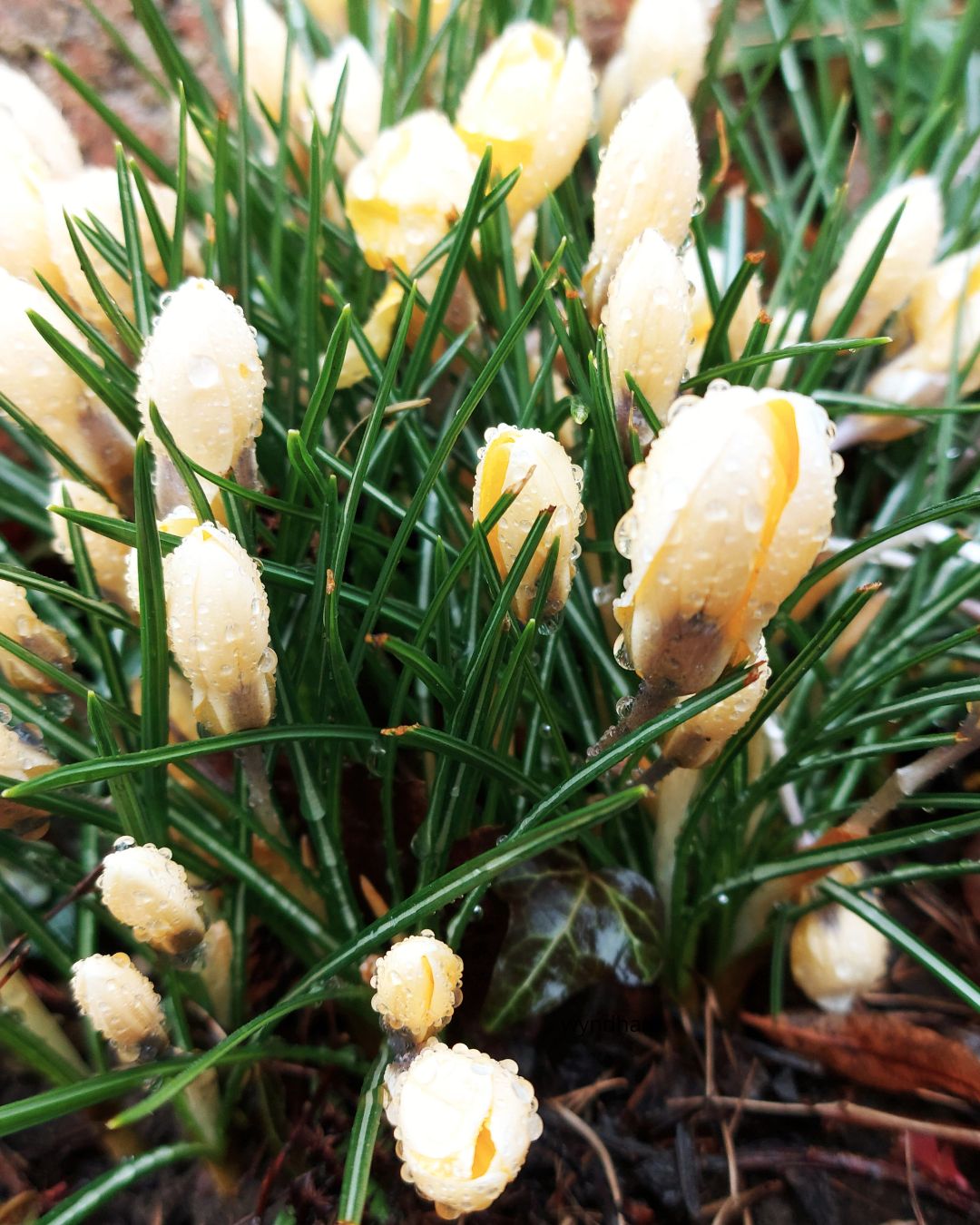 Krokus Cream Beauty – botanisk krokus i varm kremhvit farge i bed eller plen, høyde ca. 10–15 cm