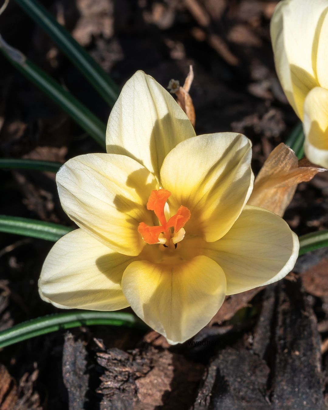 Krokus Cream Beauty – kremhvit blomst med gyllent skjær som lyser opp tidlig vår