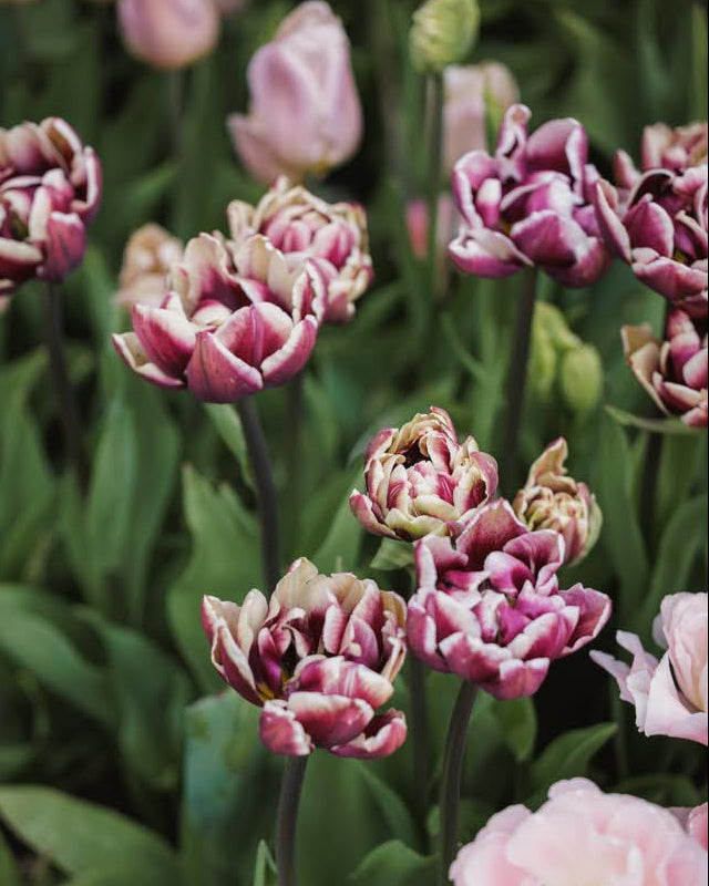 Tulipan Wyndham – stemningsfull fylt tulipan på stengel, høyde ca. 40–45 cm