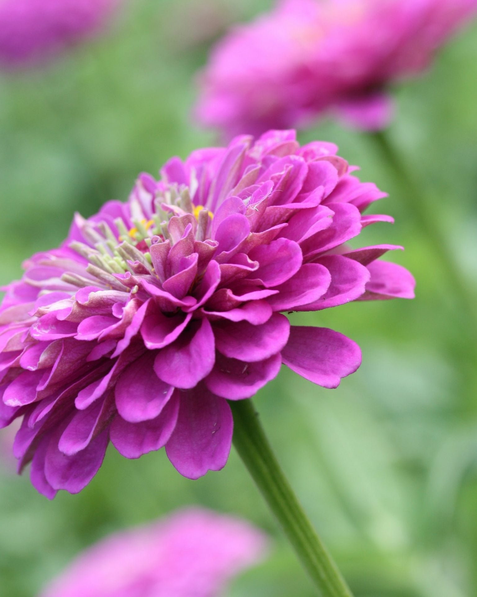 zinnia benarys giant purple (3)