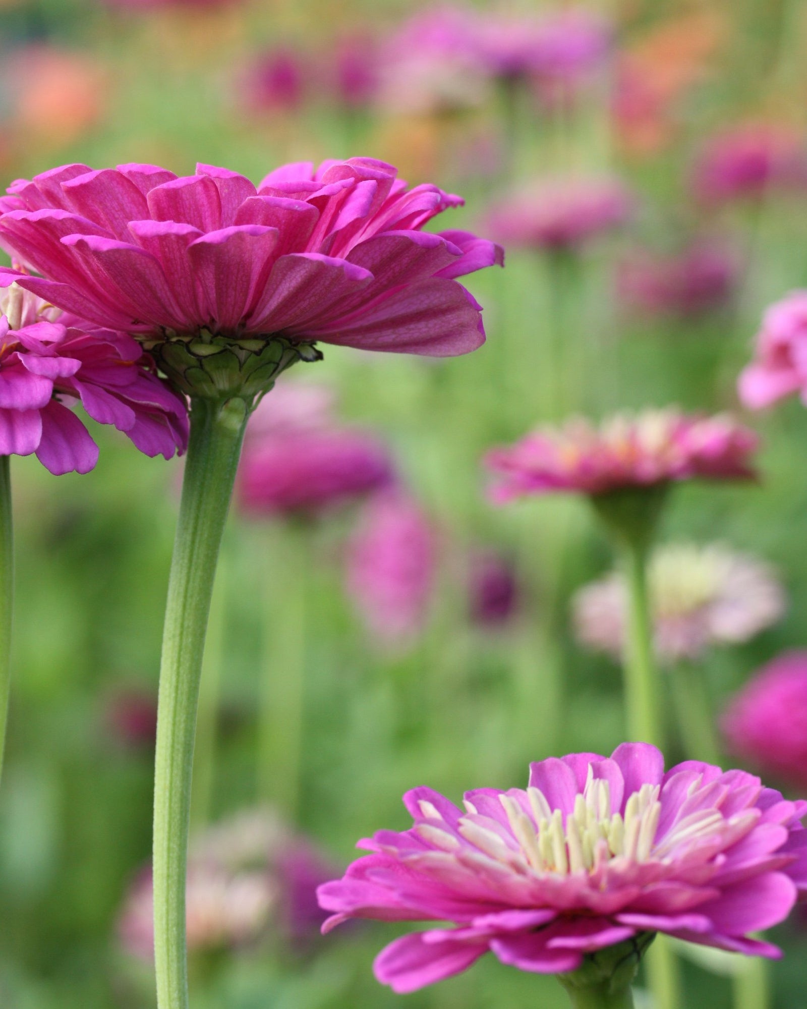 zinnia benarys giant purple (4)