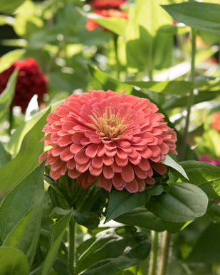 zinnia benarys giant salmon rose