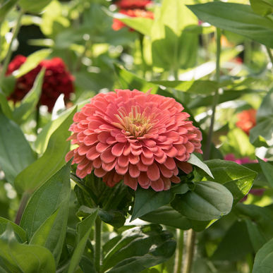 zinnia benarys giant salmon rose