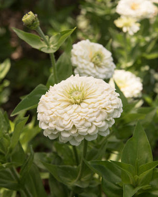zinnia benarys giant white