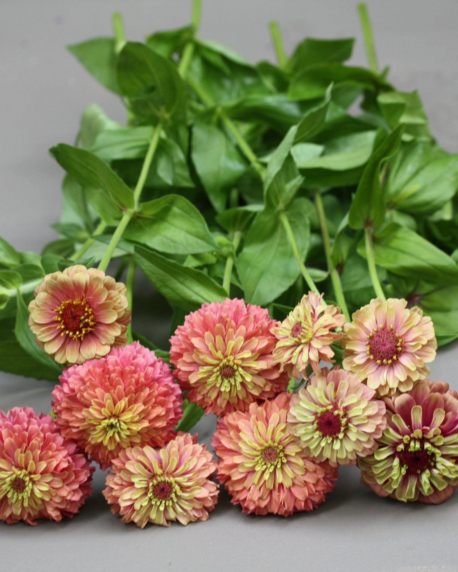 zinnia queen red lime (3)