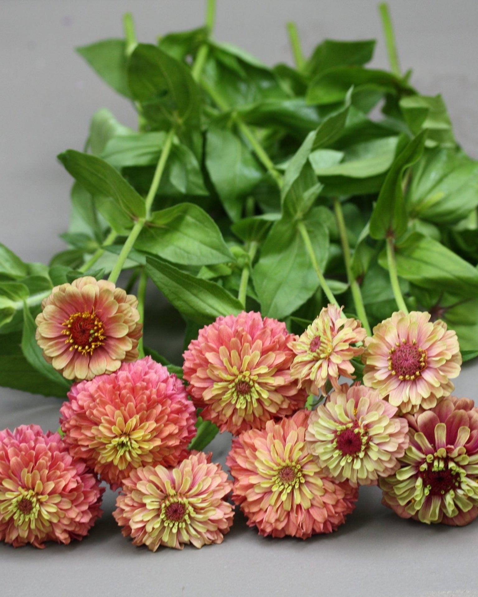 Zinnia Queen Red Lime - robust og rikblomstrende snittblomst