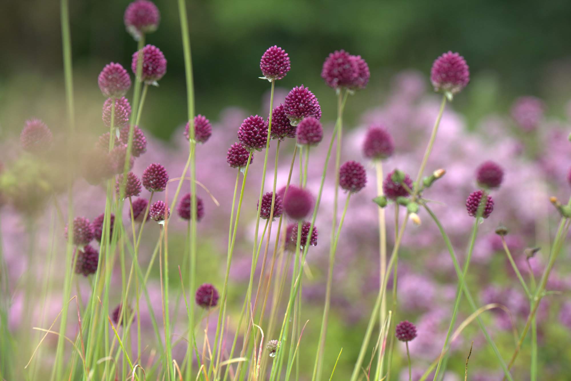 Slik lykkes du med høstplantede blomsterløk