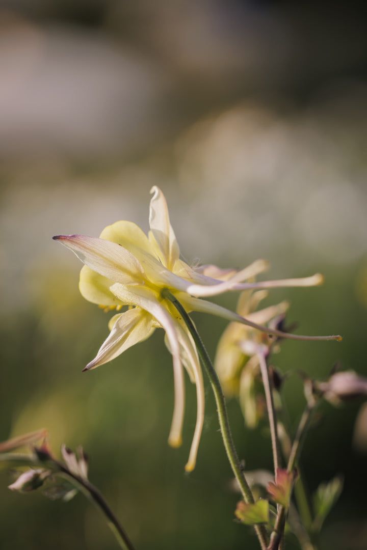 Akeleie – dyrking, såing og bruk som snittblomst i hagen