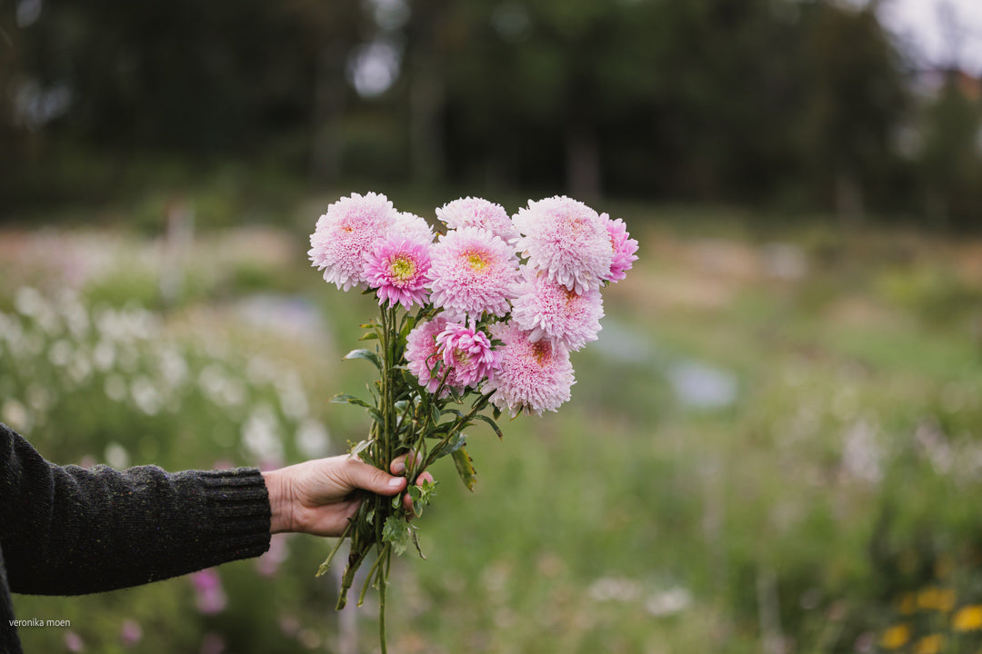 Kinaasters – en undervurdert skatt i snitthagen