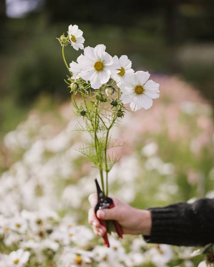 Cosmos blomster i full blomst i Blomsterhagen - rosa og hvite kosmosblomster