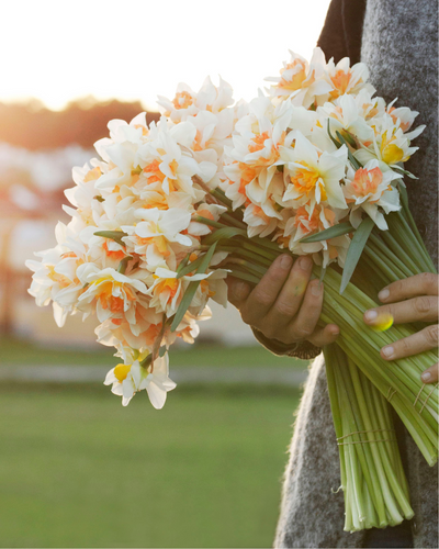 Gule og hvite narsisser i full blomst, klassiske vårblomster for hagen