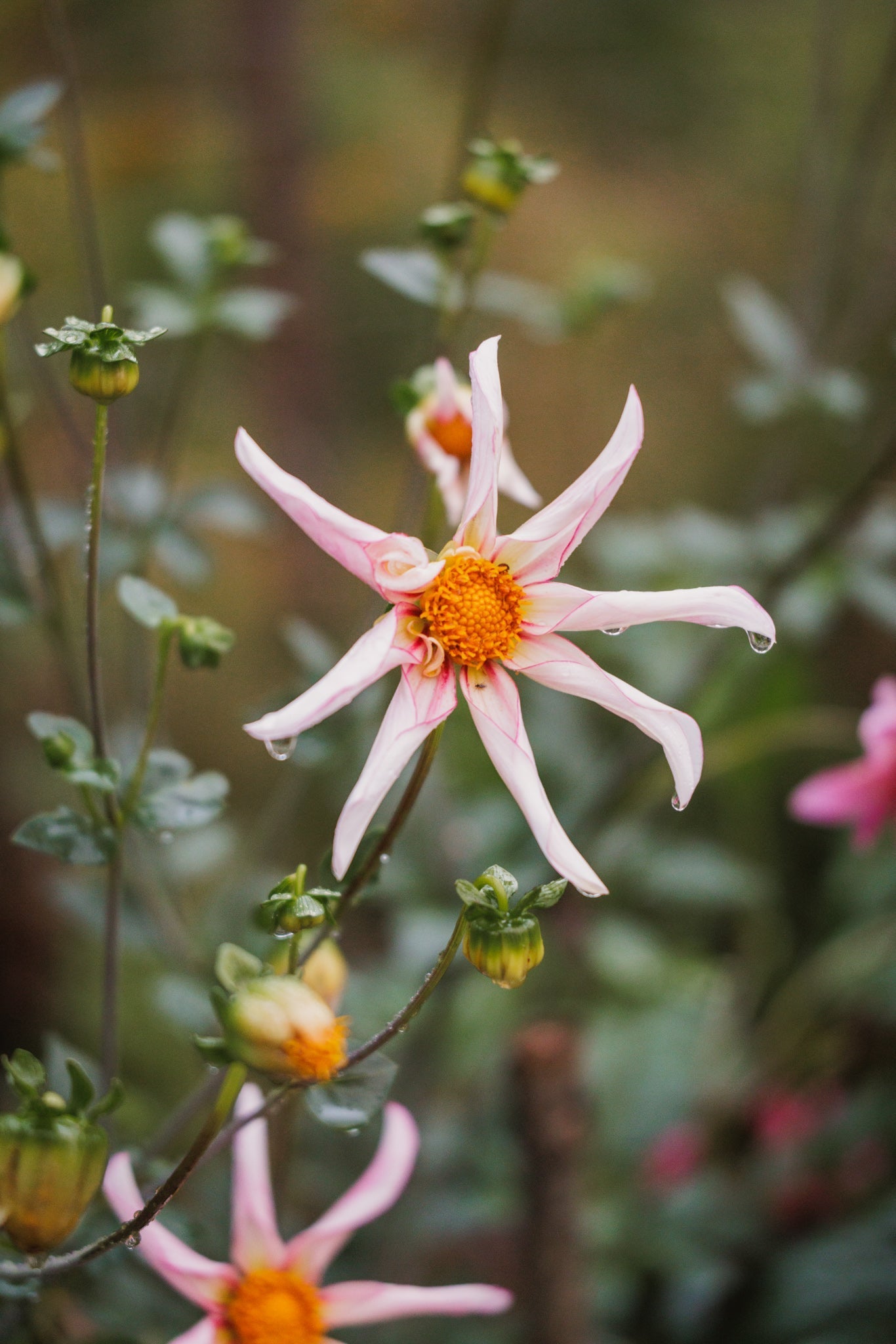 Georginer i hagen, fotografert av Veronika Moen