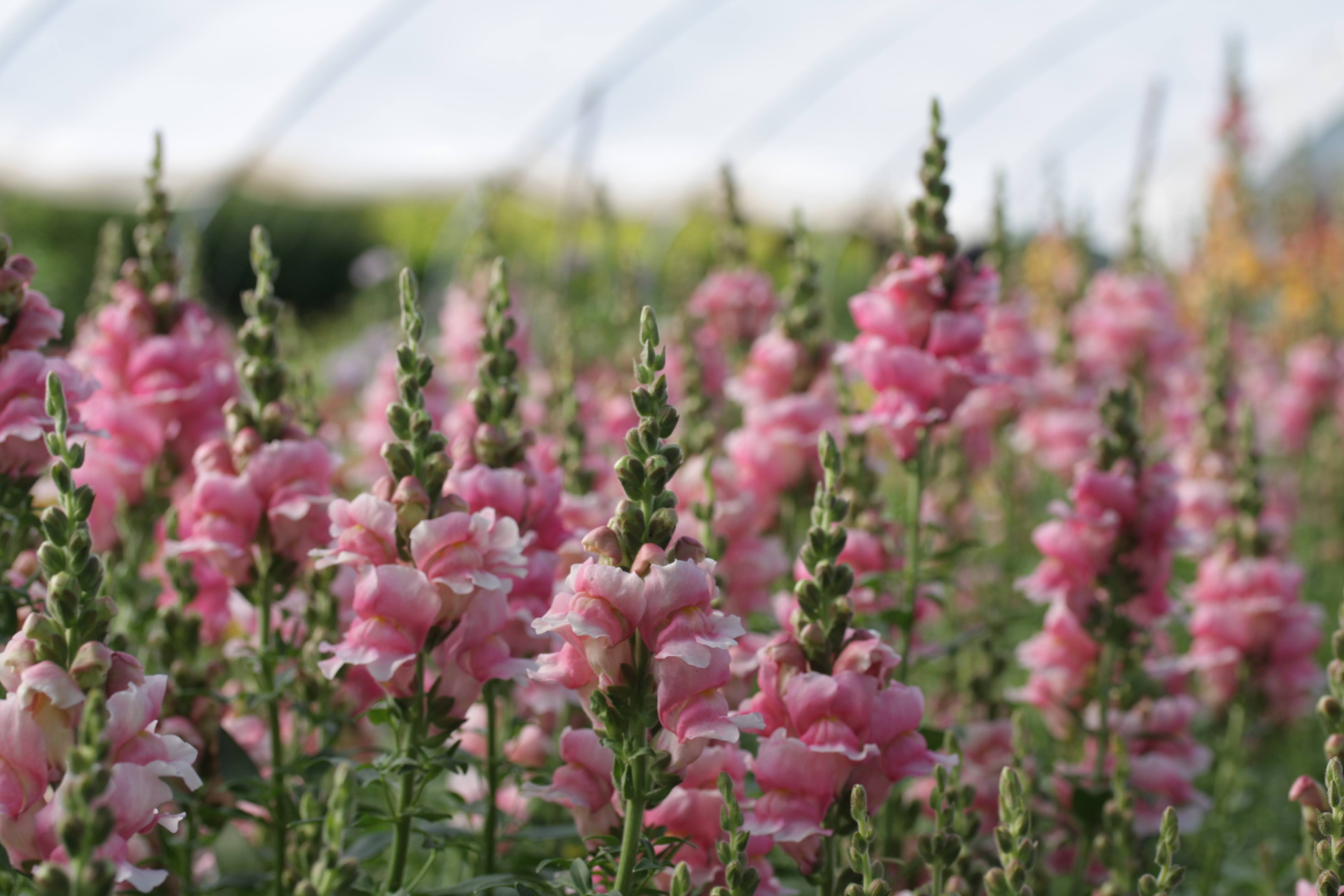 Dyrke løvemunn: Alt du må vite om såing, stell og blomstring