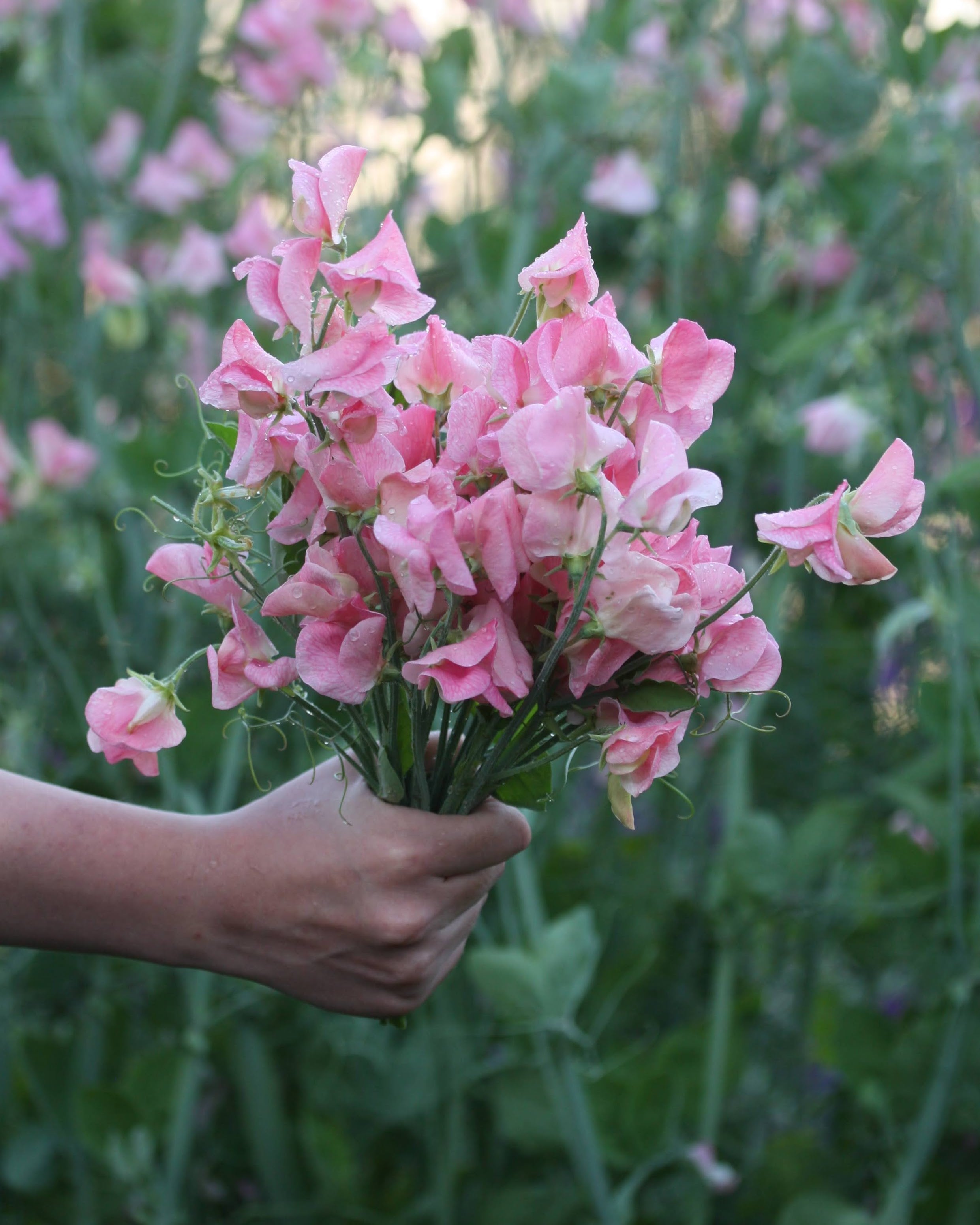 Erteblomster – slik lykkes du fra frø til flor