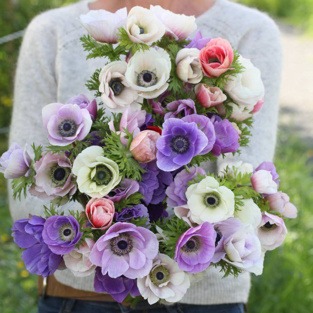 Anemoner – dyrking, planting og våre beste tips for sterke og vakre planter