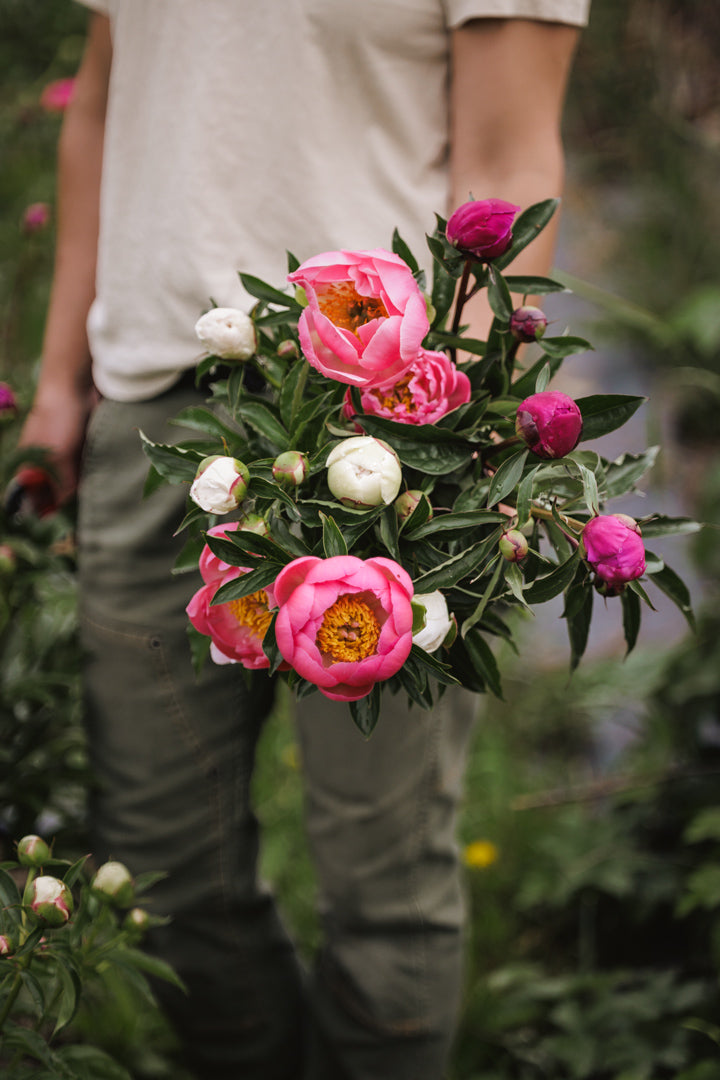 Vakre pioner i full blomst i hagen, fotografert av Veronika Moen