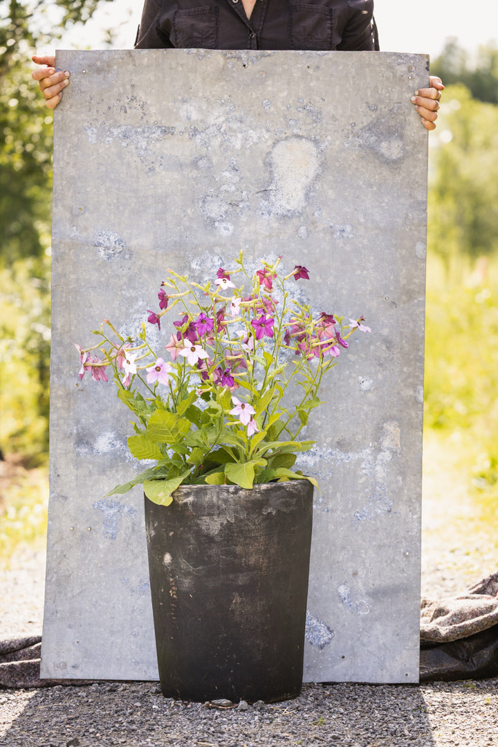 Prydtobakk i hagen - luftige sommerblomster med lange, dansende blomsterstengler perfekt for buketter