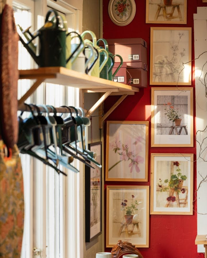 Pelargonia plakater – botaniske print, foto og digitale akvareller laget i Norge