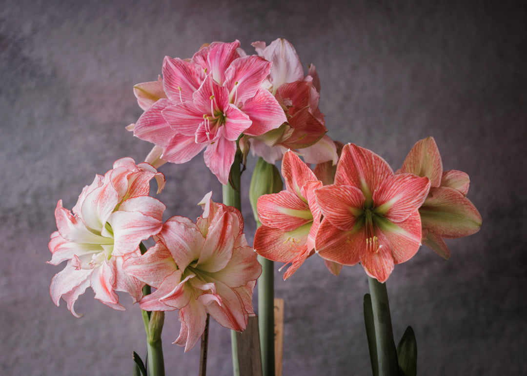 Dyrking og bruk av amaryllis