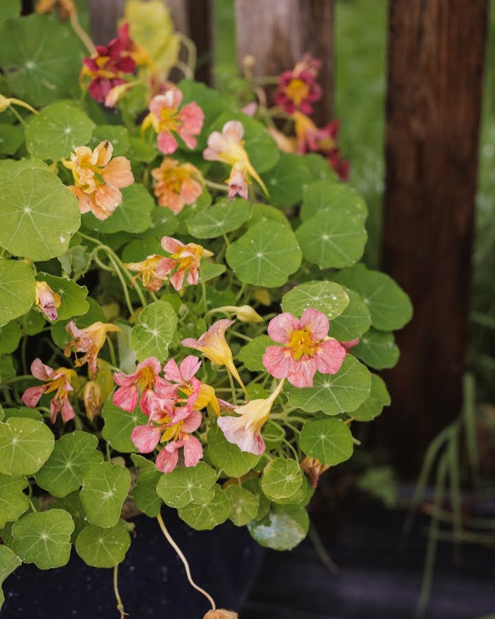 Blomkarse – hagens mest takknemlige sommerblomst