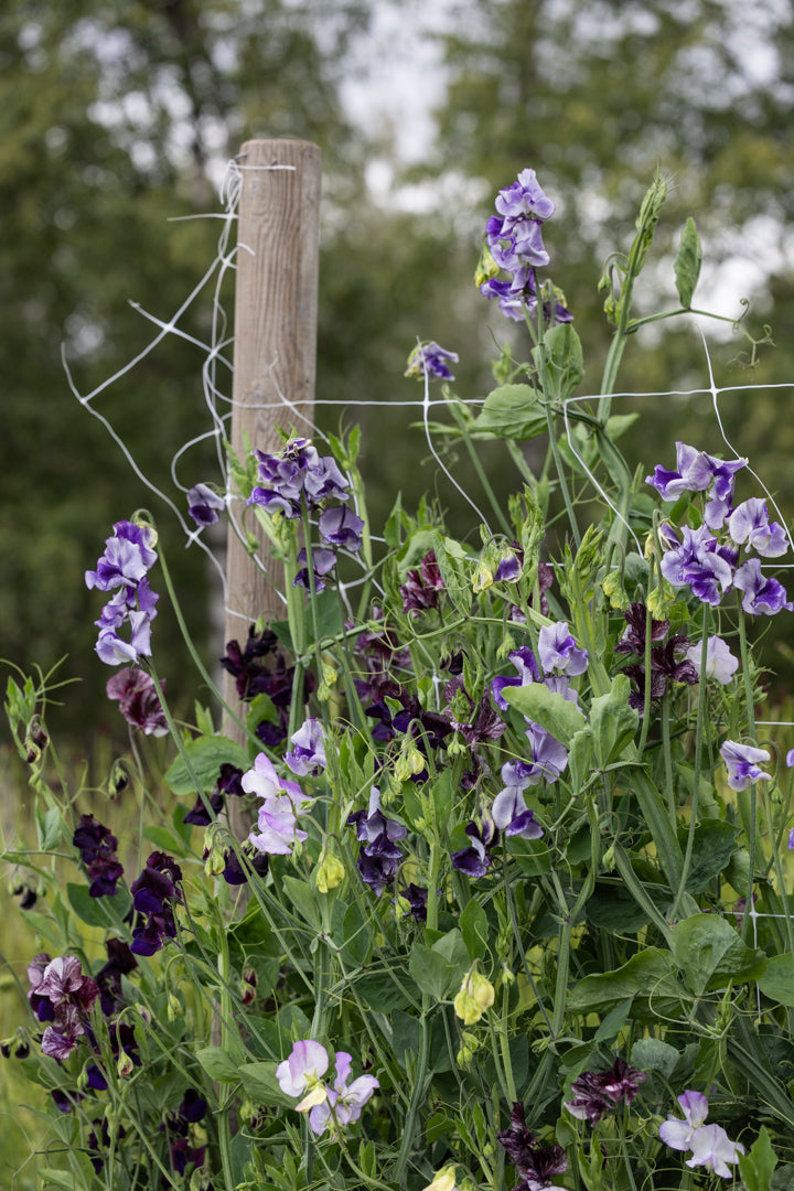 Slik dyrker du erteblomster: Alt om såing, stelletips og våre favorittsorter