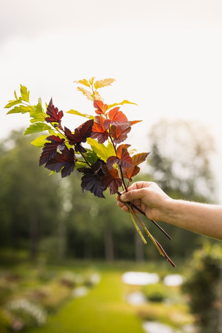Busker i hagen – slik gir blomstrende busker liv, struktur og snittblomster hele sesongen