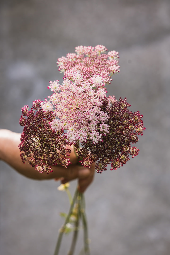Gulrotblomst (Daucus carota) i hvitt og burgunder, luftig skjermblomst for buketter