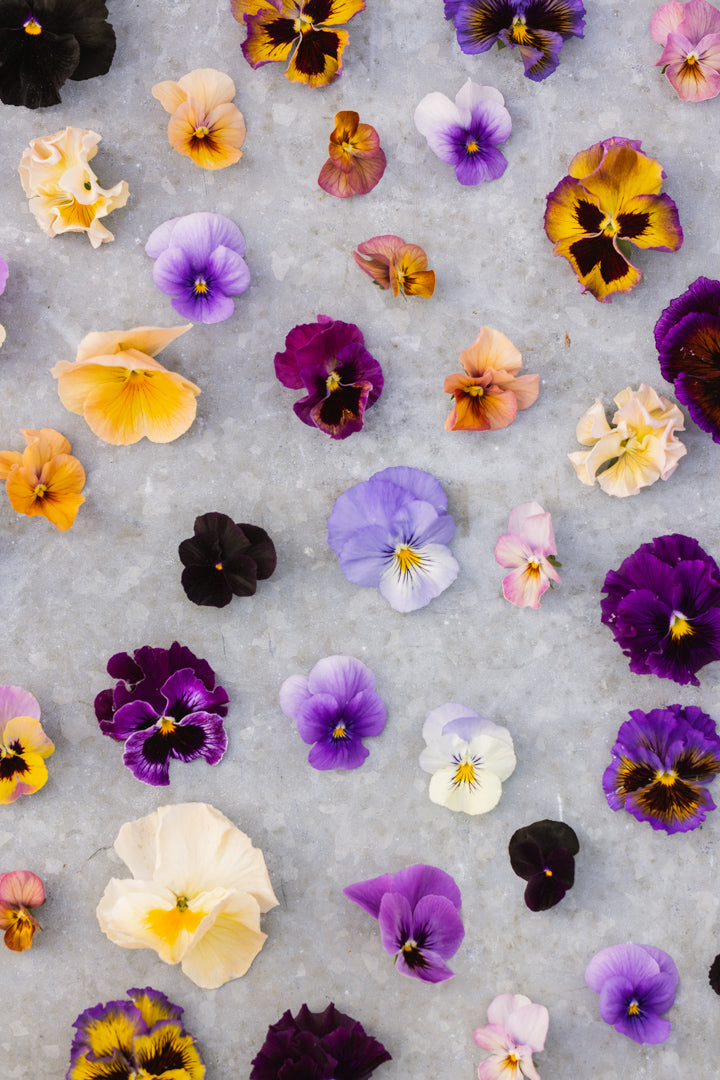 Fioler (Viola) – dyrking, stell og bruk i hage og buketter