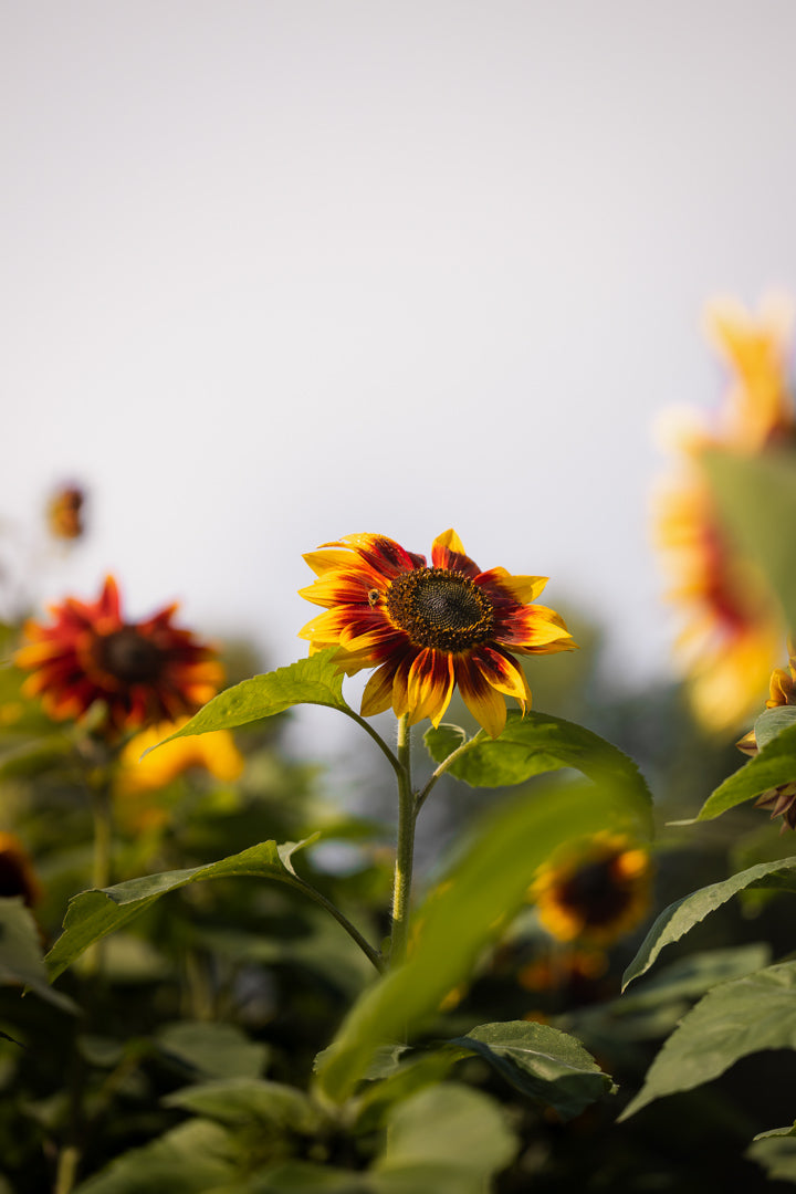 Solsikker – sommerens store smil og en av hagens mest takknemlige snittblomster