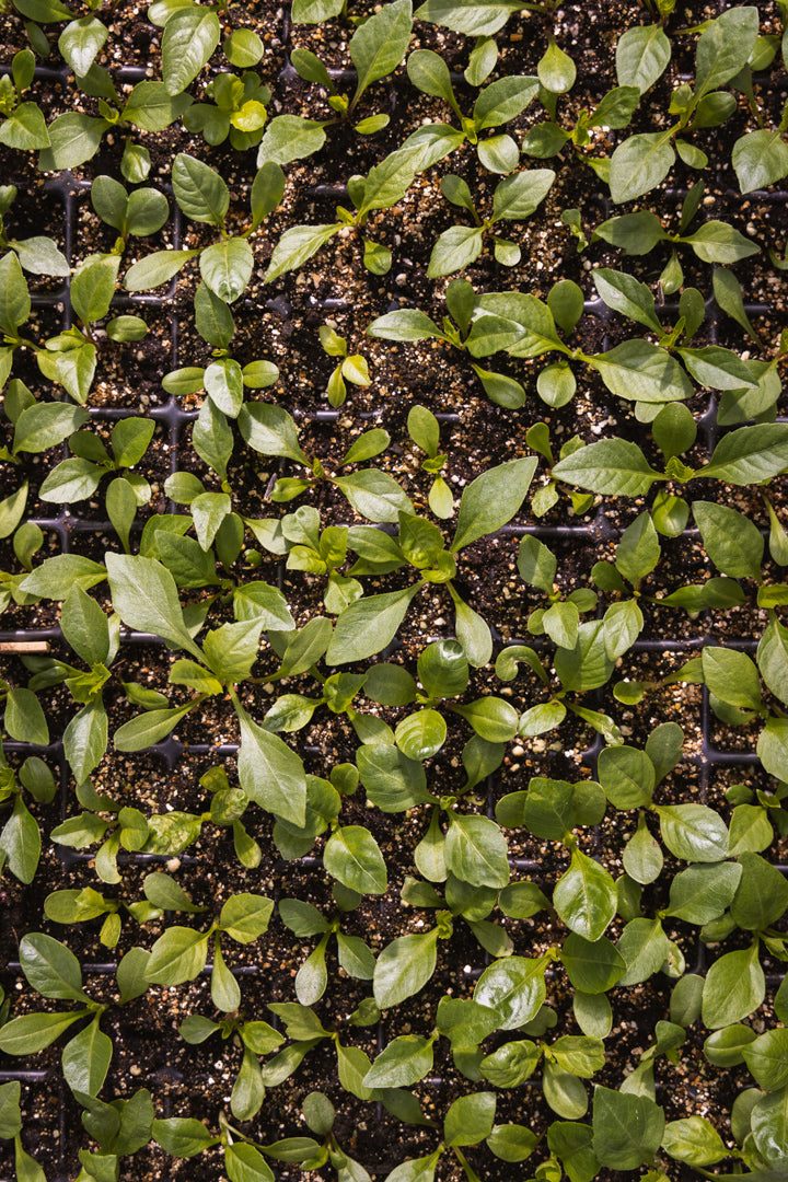 Slik lykkes du med frøspiring – våre 5 viktigste erfaringer